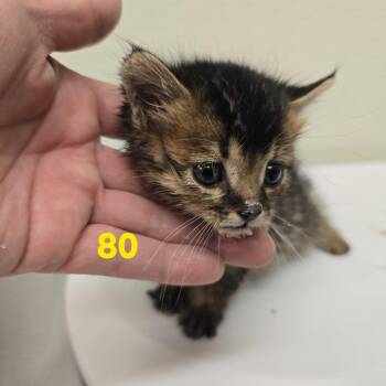 Xerox -  Domestic Short Hair Cat for Adoption in Spokane, Washington - Xerox | PetCurious