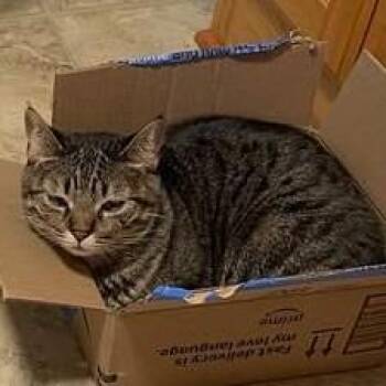 Domestic Short Hair Cats Available for Adoption - Alli C11147 | PetCurious