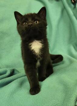 Rescue Domestic Short Hair Cats for Adoption - Nyx | PetCurious