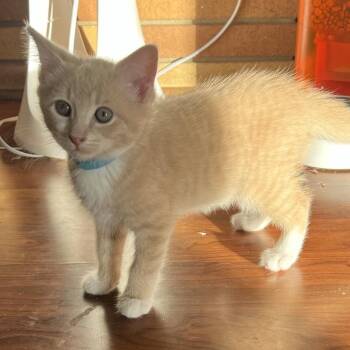 King Trumpet Blue -  Domestic Short Hair Cat Available for Adoption in Durham, North Carolina - King Trumpet Blue | PetCurious