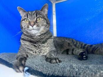 Yeye -  Domestic Short Hair Cat for Adoption in Colorado Springs, Colorado - Yeye | PetCurious
