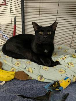 Rescue Domestic Short Hair Cats for Adoption in West Palm Beach, Florida - Logan | PetCurious