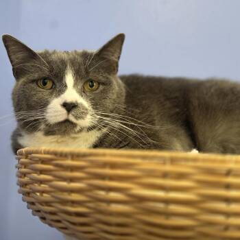 Domestic Short Hair Cats Available for Adoption - Penelope | PetCurious