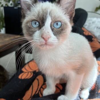 Scrum -  Snowshoe and Domestic Short Hair Cat for Adoption in Houston, Texas - Scrum | PetCurious