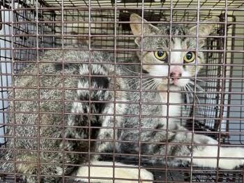 A656518 -  Domestic Short Hair Cat Available for Adoption in Houston, Texas - A656518 | PetCurious