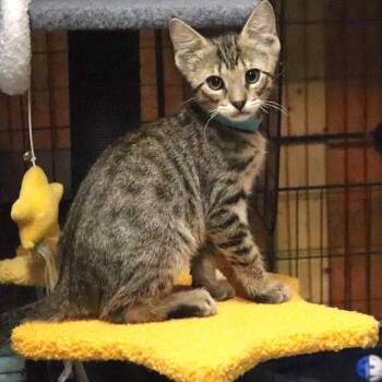 Tabby and Domestic Short Hair Cats Available for Adoption in Friendswood, Texas - Jolly Rancher Candy | PetCurious