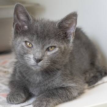 Jake -  Domestic Short Hair Cat for Adoption in Pontiac, Michigan - Jake | PetCurious