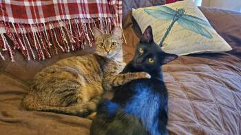 Rescue Domestic Short Hair Cats for Adoption in Stafford, Virginia - Crowley | PetCurious