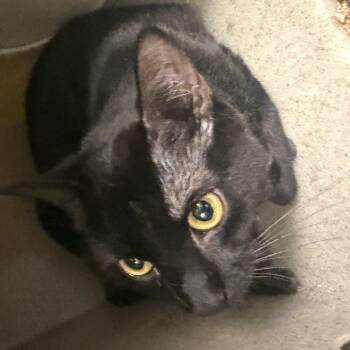 Kefi -  Domestic Short Hair Cat for Adoption in Philadelphia, Pennsylvania - Kefi | PetCurious