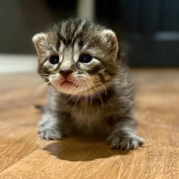 Domestic Short Hair Cats Available for Adoption in Bentonville, Arkansas - Roscoe | PetCurious