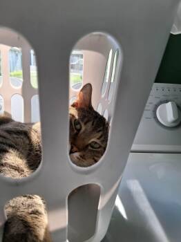 Franklin -  Domestic Short Hair Cat for Adoption in Sioux Falls, South Dakota - Franklin | PetCurious