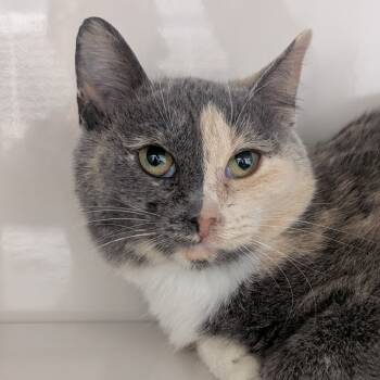 Rescue Domestic Short Hair Cats for Adoption in Watertown, New York - Chellie | PetCurious