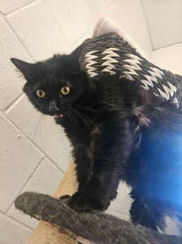 Zero -  Domestic Long Hair Cat for Adoption in Ontario, California - Zero | PetCurious