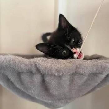 Stitch -  Domestic Short Hair Cat for Adoption in Winchester, Virginia - Stitch | PetCurious
