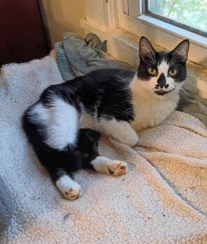 Mia - gentle & loving -  Domestic Short Hair Cat for Adoption in Hendersonville, Tennessee - Mia - Gentle & Loving | PetCurious