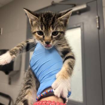 Domestic Short Hair Cats Available for Adoption in Greenville, South Carolina - Duck | PetCurious