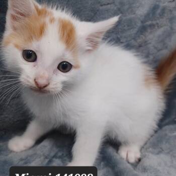 Domestic Short Hair Cats Available for Adoption in New Tazewell, Tennessee - Miami | PetCurious