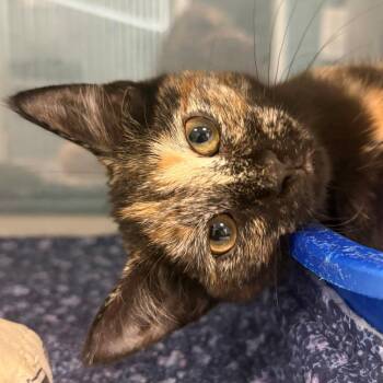 Daisy -  Domestic Short Hair Cat for Adoption in East Hanover, New Jersey - Daisy | PetCurious