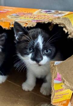 Marge -  Domestic Short Hair Cat for Adoption in Danielsville, Georgia - Marge | PetCurious