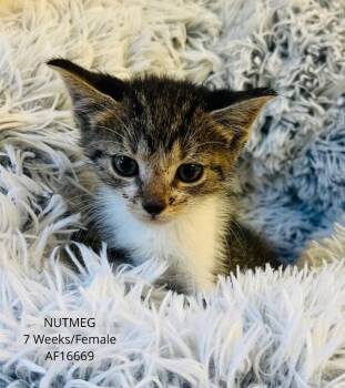 Nutmeg -  Domestic Short Hair Cat for Adoption - Nutmeg | PetCurious