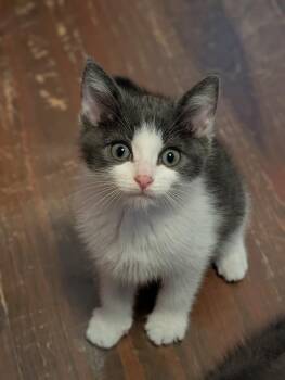 Even Steven -  Domestic Short Hair Cat for Adoption in Richmond, Virginia - Even Steven | PetCurious