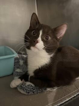 Domestic Short Hair Cats Available for Adoption - Coco | PetCurious