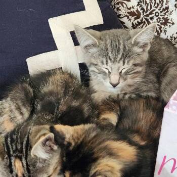 Iceberg -  Domestic Short Hair Cat for Adoption in Evanston, Illinois - Iceberg | PetCurious