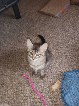 Domestic Medium Hair Cats Available for Adoption in Oklahoma City, Oklahoma - Rosie | PetCurious