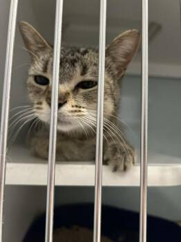 Celia -  Domestic Short Hair Cat for Adoption in Muskegon, Michigan - Celia | PetCurious