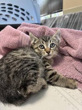 Cecropia -  Domestic Short Hair Cat for Adoption in Vancouver, Washington - Cecropia | PetCurious