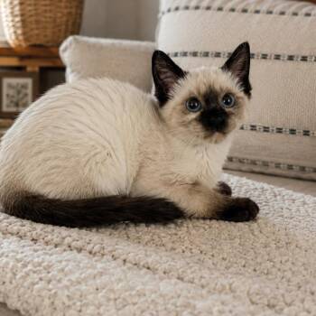Avery -  Siamese Cat for Adoption in Gun Barrel City, Texas - Avery | PetCurious