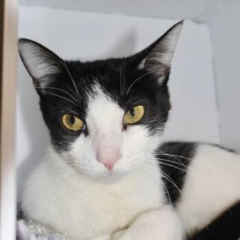 Domestic Short Hair Cats Available for Adoption in Briarcliff Manor, New York - Marcielle | PetCurious