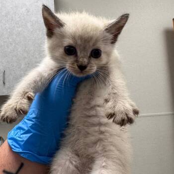 Ruby -  Domestic Short Hair Cat for Adoption in Columbiana, Alabama - Ruby | PetCurious