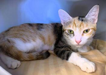 Whoopsie Boopsie -  Domestic Short Hair and Calico Cat for Adoption in Seal Beach, California - Whoopsie Boopsie | PetCurious