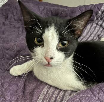 Domestic Short Hair Cats Available for Adoption - Sece  | PetCurious