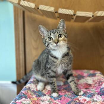 Sugar--In Foster -  Domestic Short Hair Cat for Adoption in Fargo, North Dakota - Sugar--In Foster | PetCurious