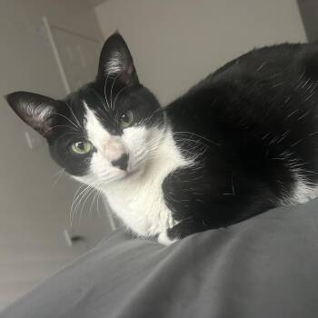 Dawn -  Domestic Short Hair Cat for Adoption in Indianapolis, Indiana - Dawn | PetCurious