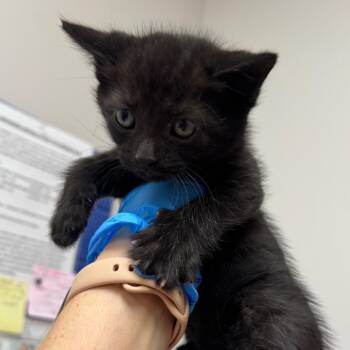 Fall -  Domestic Short Hair Cat for Adoption in Columbiana, Alabama - Fall | PetCurious