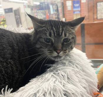 Rain -  Domestic Short Hair Cat Available for Adoption in Salem, Massachusetts - Rain | PetCurious