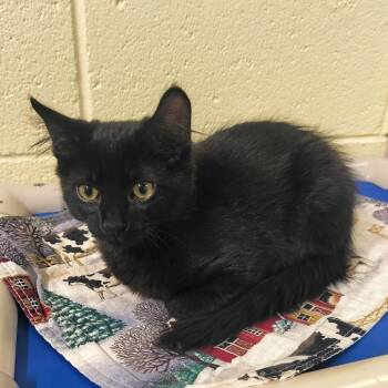 Persimmon -  Domestic Short Hair Cat for Adoption - Persimmon | PetCurious