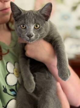Nilly -  Domestic Short Hair Cat for Adoption in Johnson City, Tennessee - Nilly | PetCurious