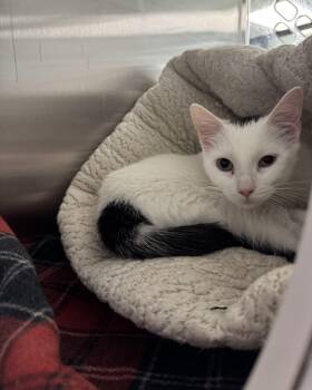 Domestic Short Hair Cats Available for Adoption in Seneca, Pennsylvania - Panini | PetCurious