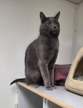 Dior -  Russian Blue Cat for Adoption in Cary, North Carolina - Dior | PetCurious