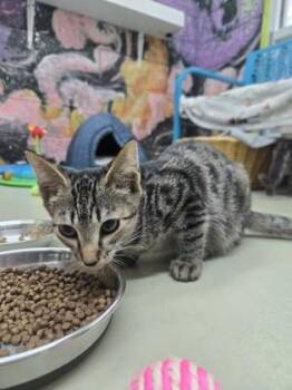 Marry -  Domestic Short Hair Cat for Adoption in Savannah, Georgia - Marry | PetCurious