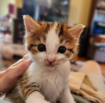 Domestic Short Hair Cats Available for Adoption in Virginia Beach, Virginia - Georgie Girl | PetCurious