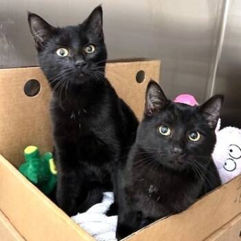 Rescue Domestic Short Hair Cats for Adoption - Buffy | PetCurious