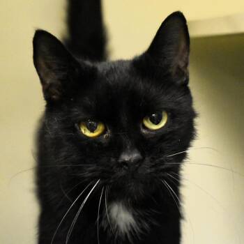 Domestic Short Hair Cats Available for Adoption in Waynesboro, Pennsylvania - Pretzel | PetCurious