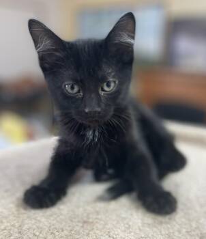Domestic Short Hair Cats Available for Adoption in Neillsville, Wisconsin - Stymie | PetCurious
