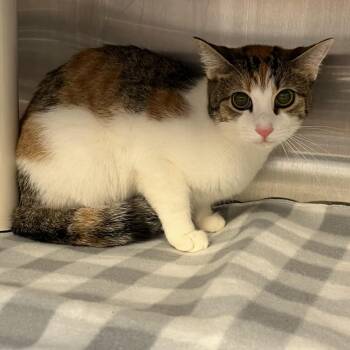 Iridessa FKA Elisa -  Domestic Short Hair Cat for Adoption in Philadelphia, Pennsylvania - Iridessa FKA Elisa | PetCurious
