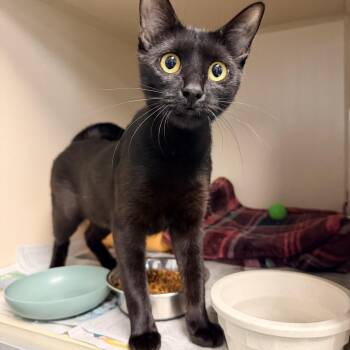 Domestic Short Hair Cats Available for Adoption - Midnite | PetCurious